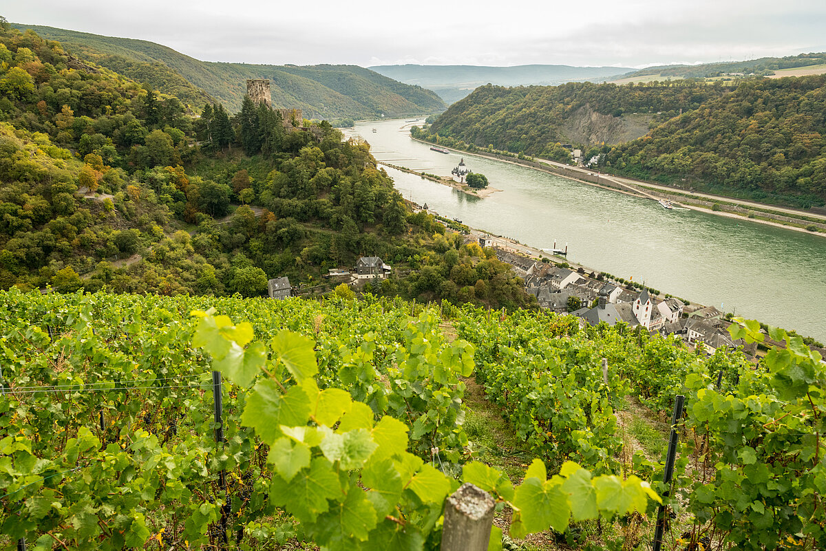 Blick von Weinberg auf Fluss umgeben von gruener Landschaft