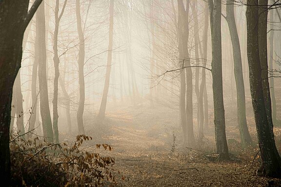 Waldbaeume im Nebel