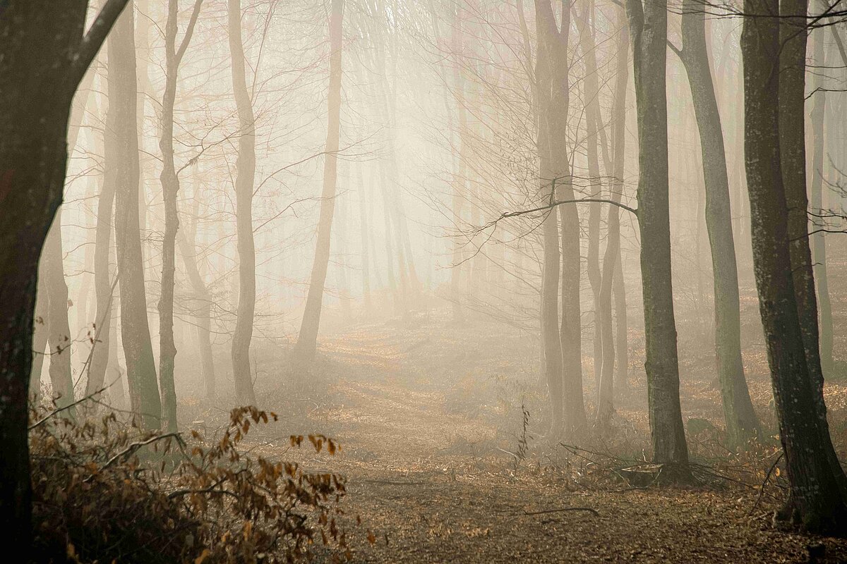 Waldbaeume im Nebel