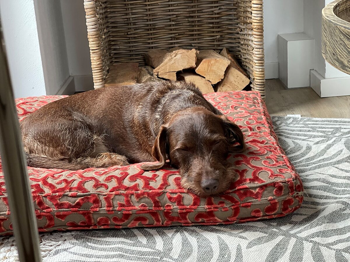Schlafender Hund auf Hundekissen