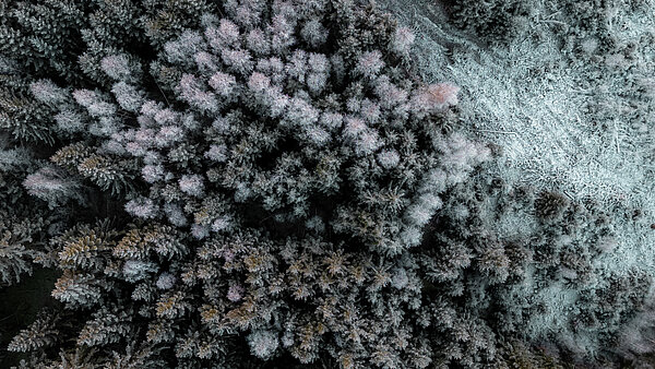 Drohnenaufnahme Wald Winter