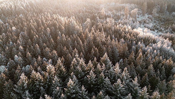 Drohnenaufnahme Wald Winter