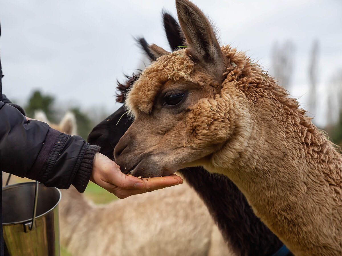Lama dass gefuettert wird