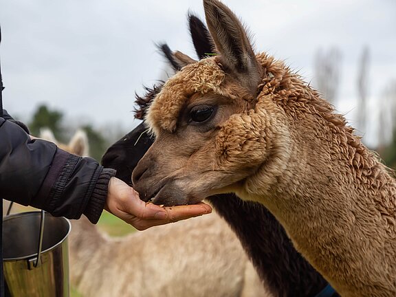 Lama dass gefuettert wird