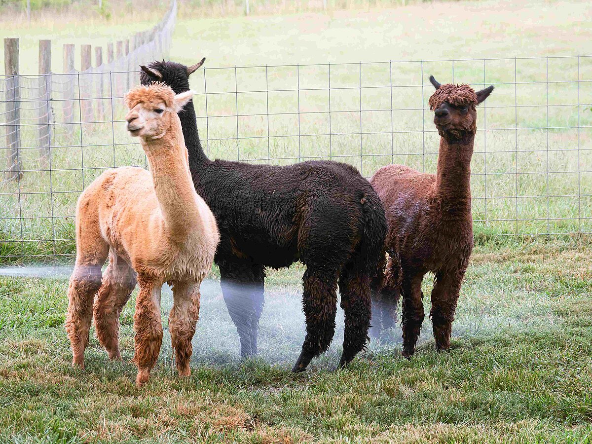 Drei Lamas auf Wiese