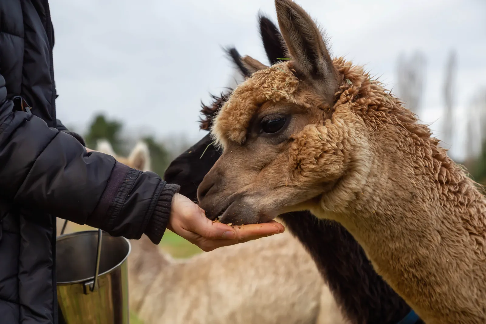 Gäste wandern mit Lamas durch den Hunsrück