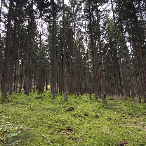 Ein paar Schritte durch den Hunsrück und du weißt wieso wir es hier so lieben. 

Hier verliert man nicht die Zeit,...